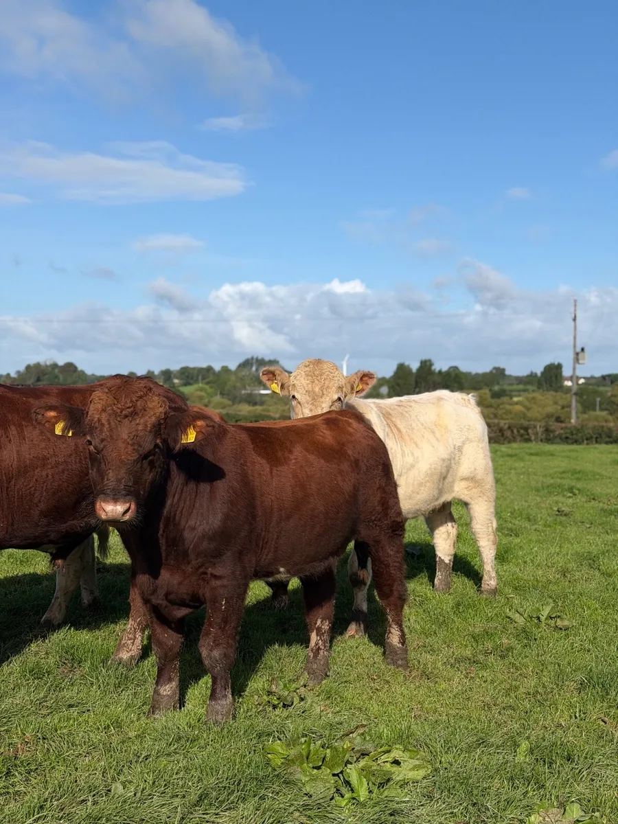 Pedigree beef shorthorn bulls - Image 1