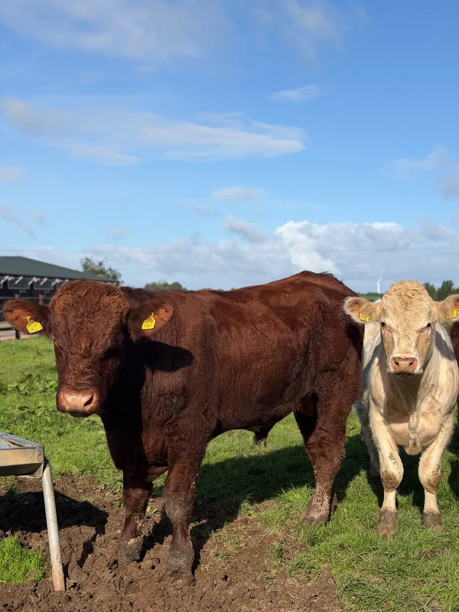 Pedigree beef shorthorn bulls - Image 2