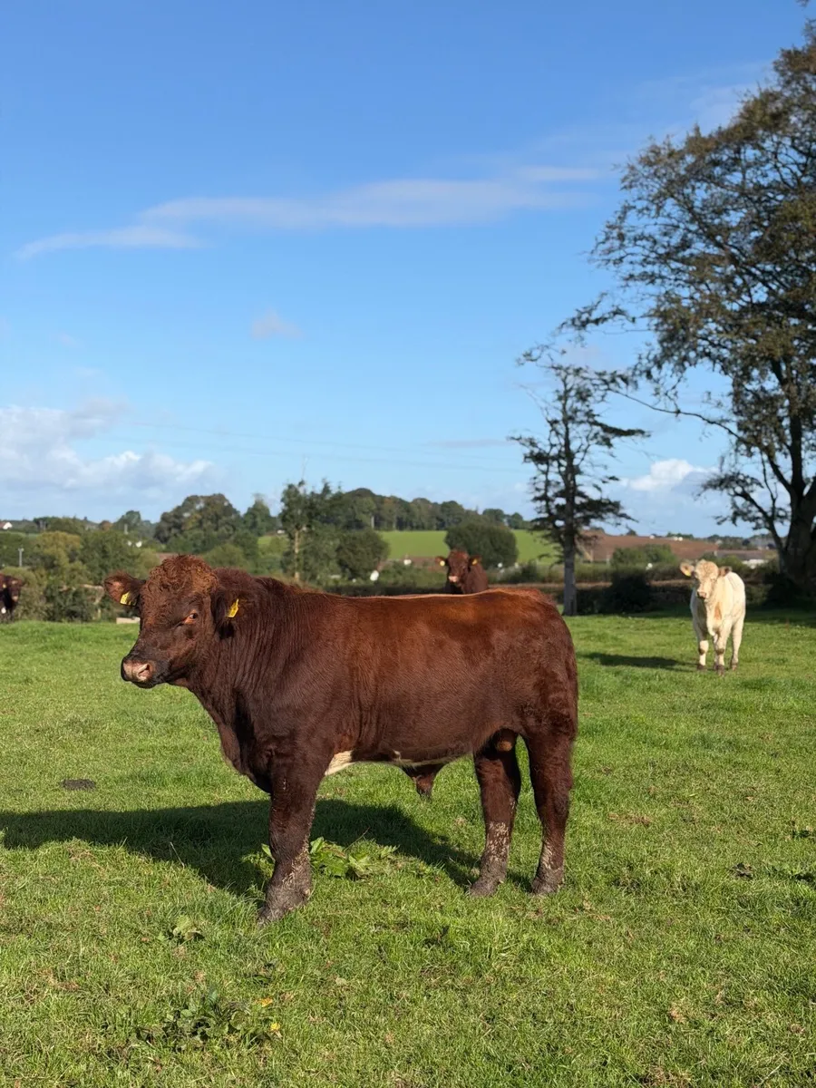 Pedigree beef shorthorn bulls - Image 3