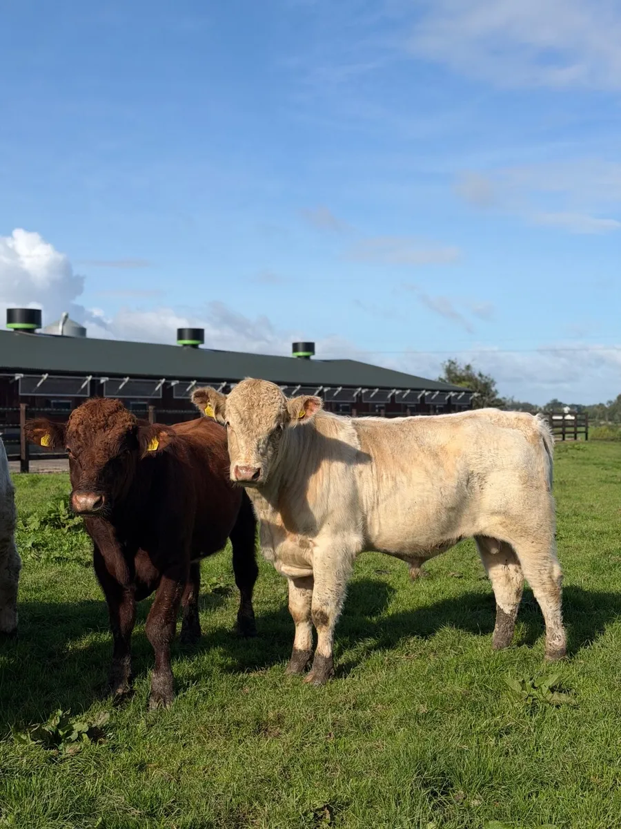 Pedigree beef shorthorn bulls - Image 4