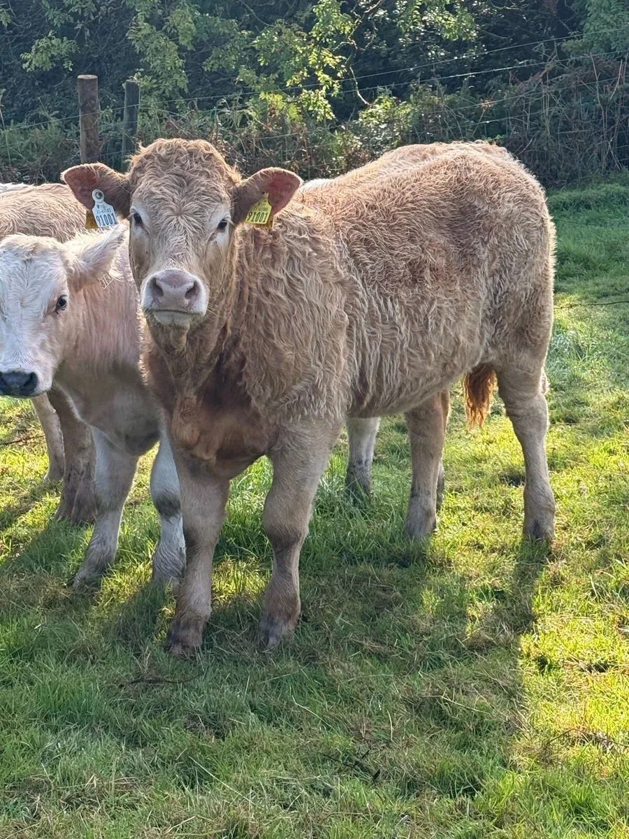 Heifer weanlings - Image 1
