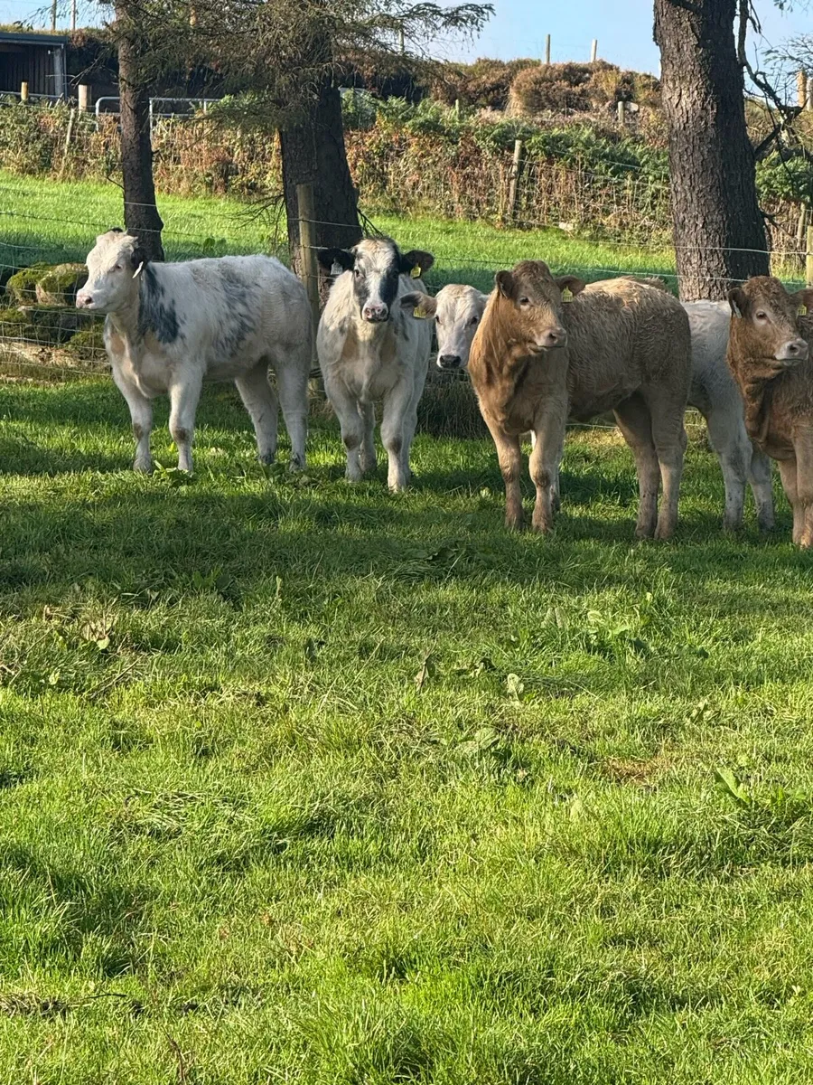 Heifer weanlings - Image 2