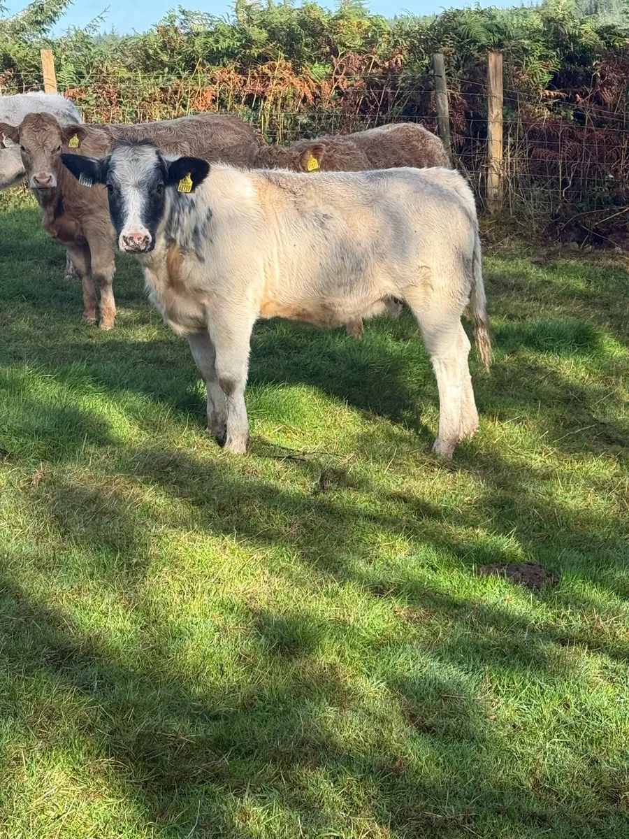 Heifer weanlings - Image 3