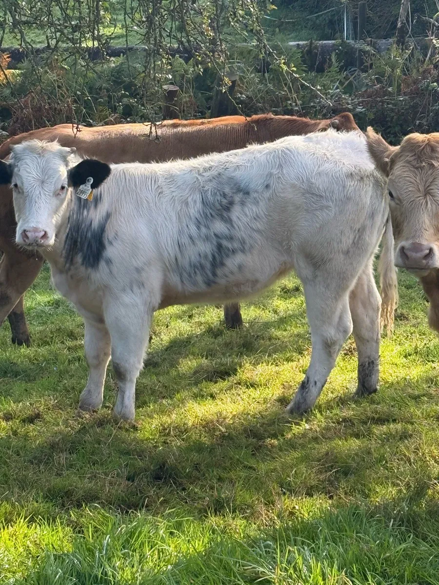 Heifer weanlings - Image 4