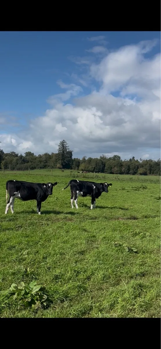 Maiden heifers Feb 26 born - Image 1
