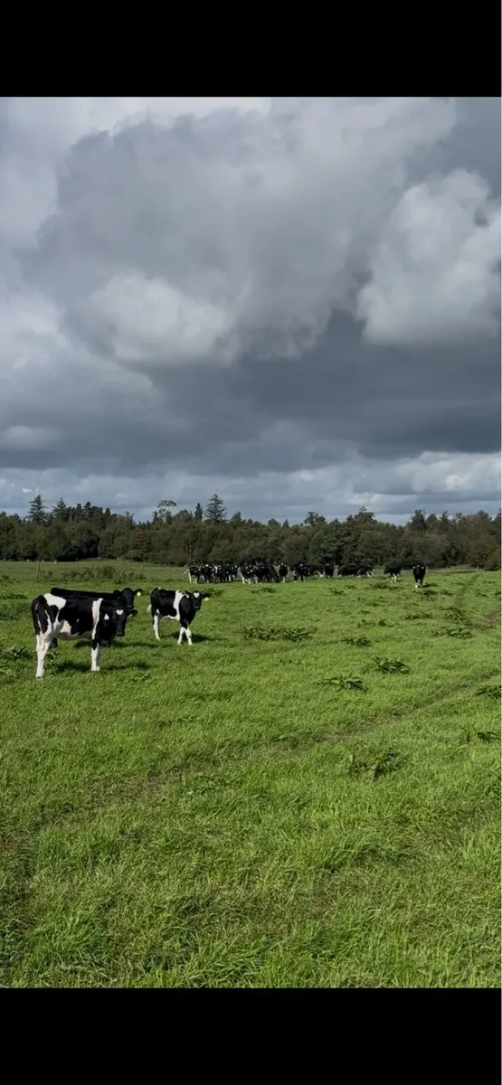 Maiden heifers Feb 26 born - Image 2