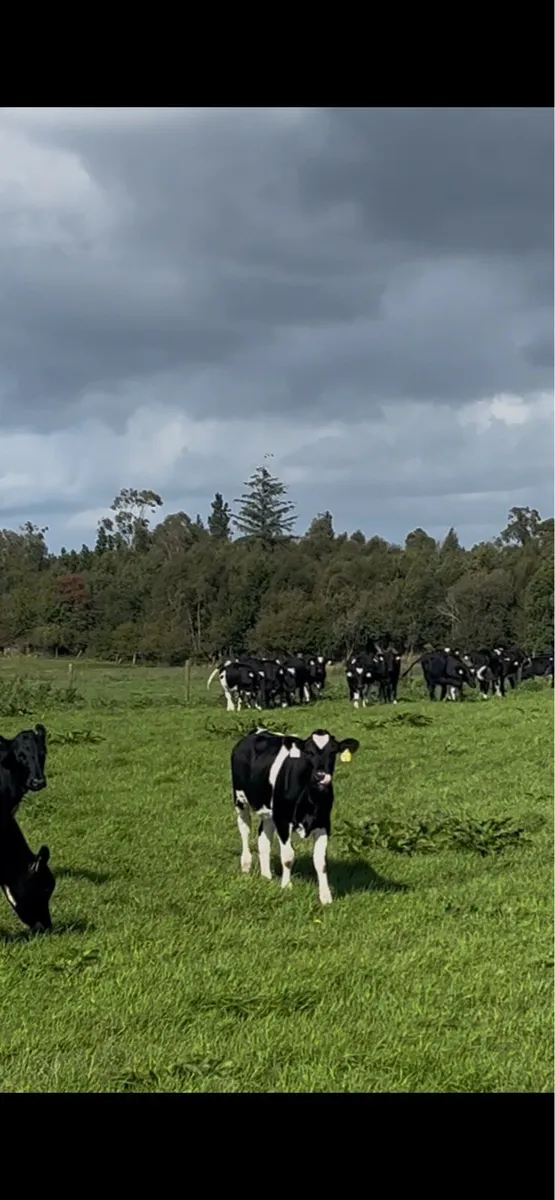 Maiden heifers Feb 26 born - Image 3