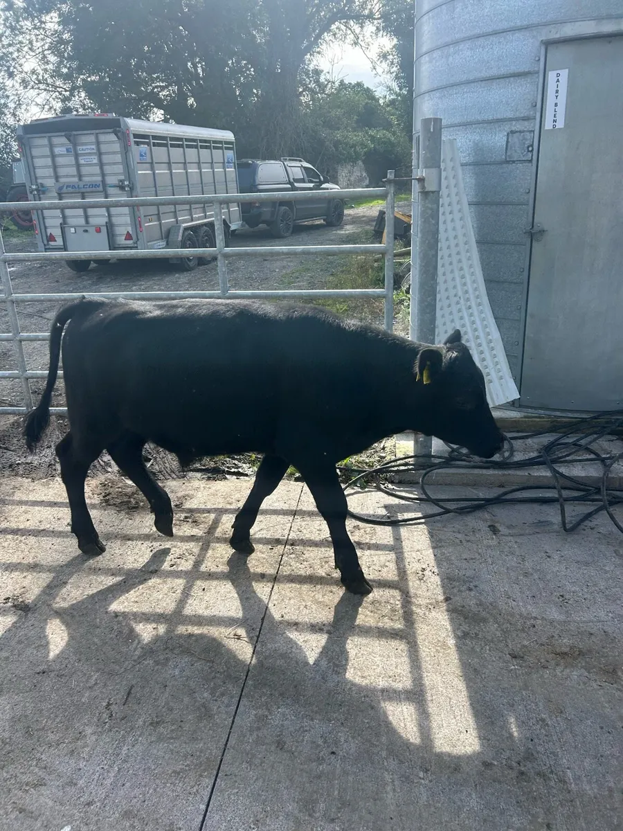 Black calves for sale - Image 3