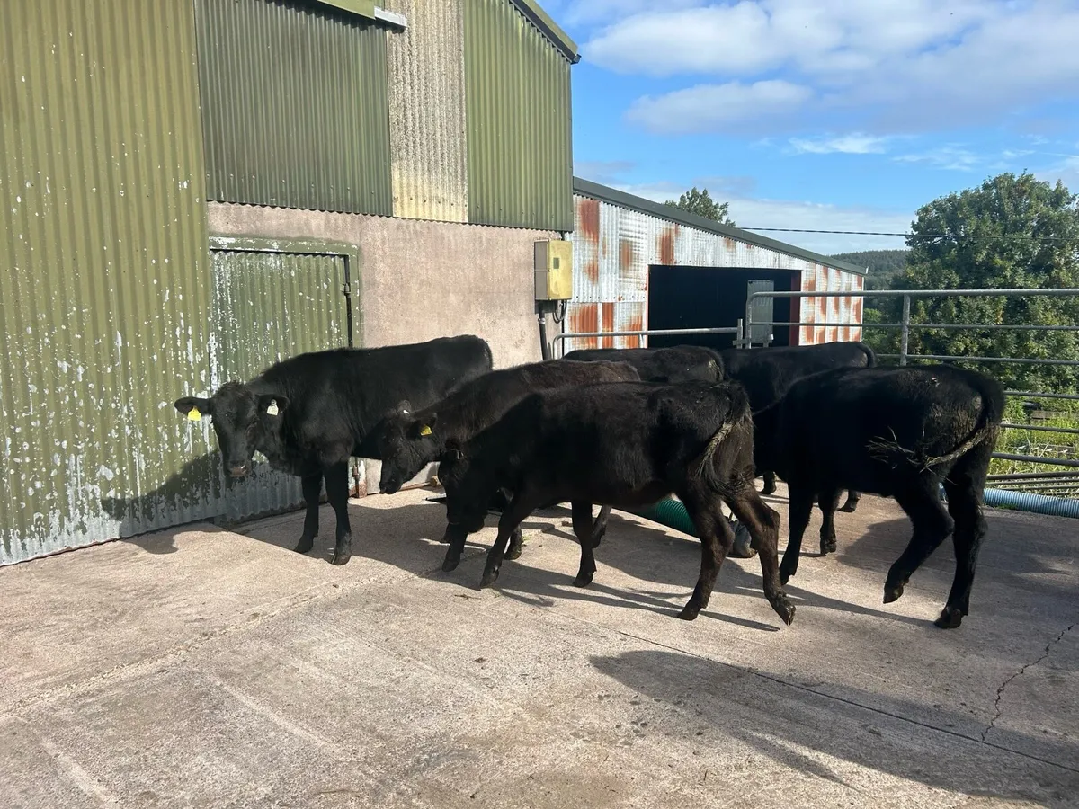 Black calves for sale - Image 2