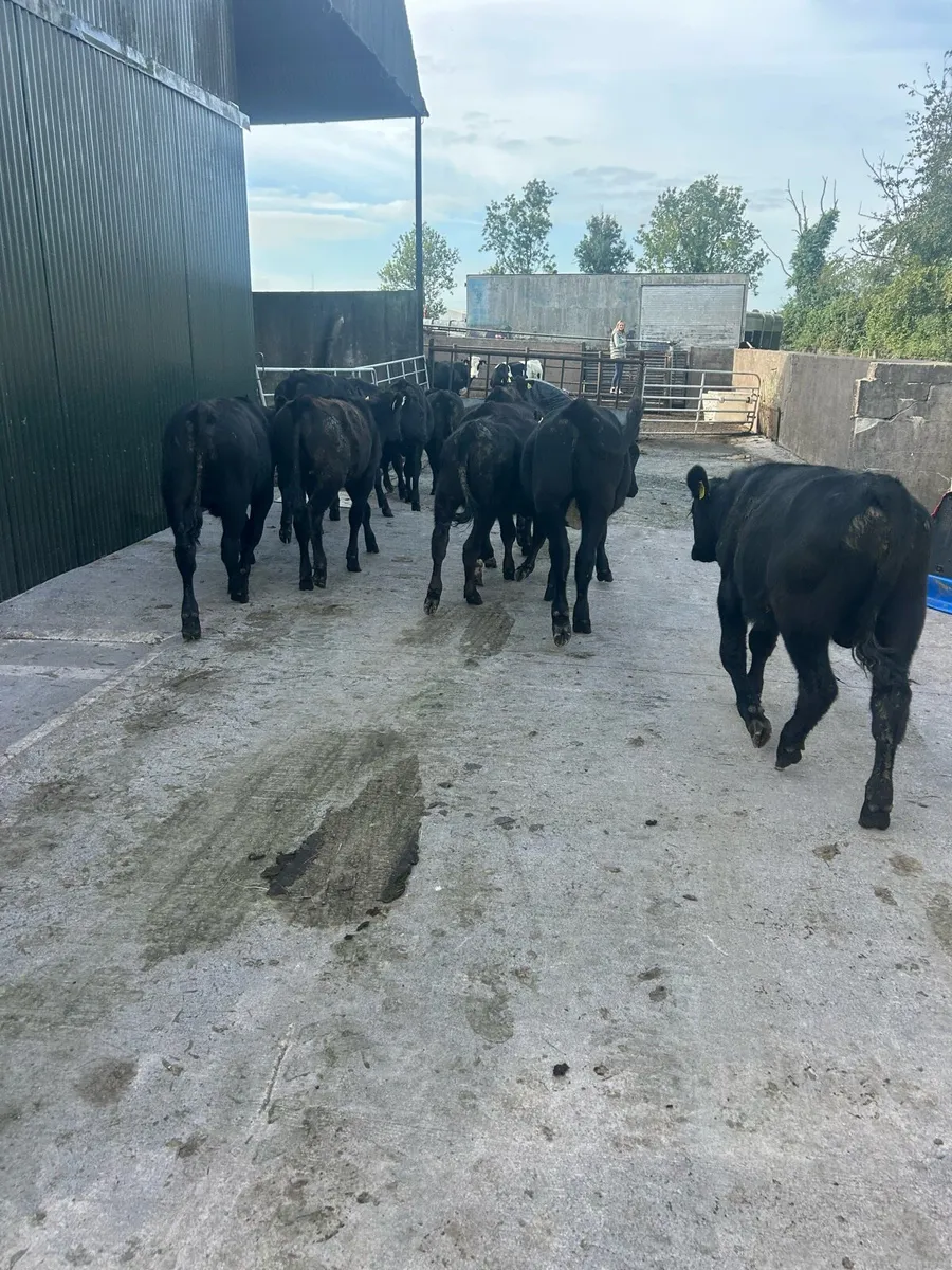Black calves for sale - Image 4