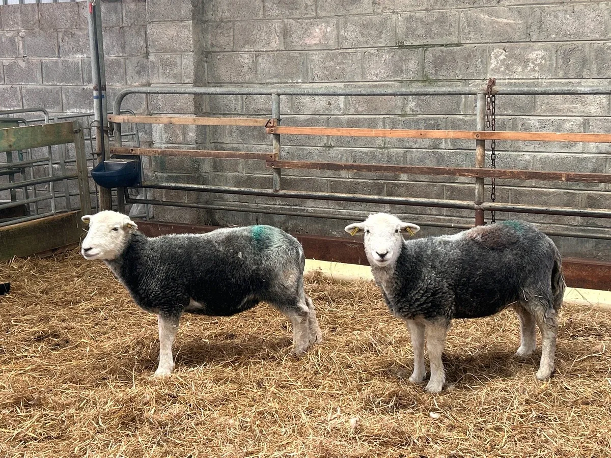 2 Herdwick hoggets (ewes) - Image 3