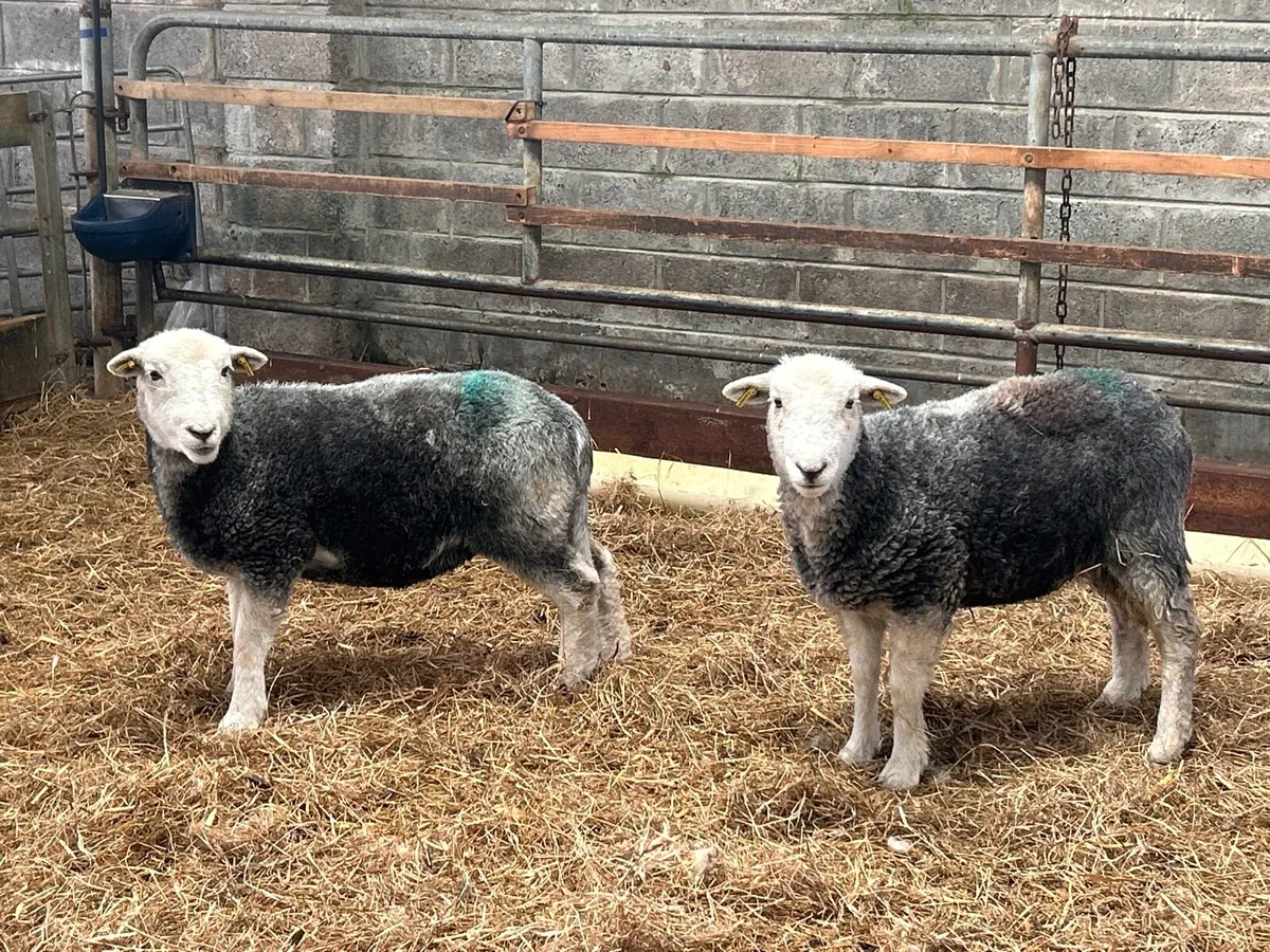 2 Herdwick hoggets (ewes) - Image 4