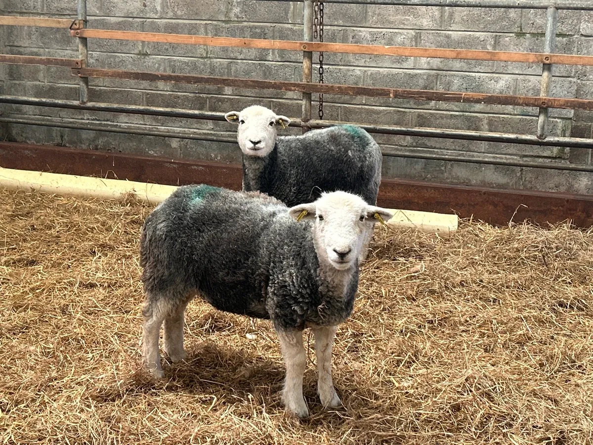 2 Herdwick hoggets (ewes) - Image 2