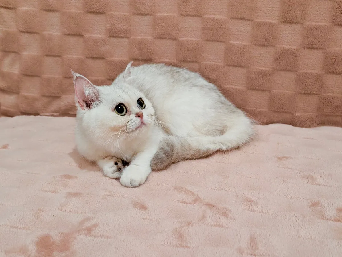 Silver-hair Scottish Straight Kitten - Image 3