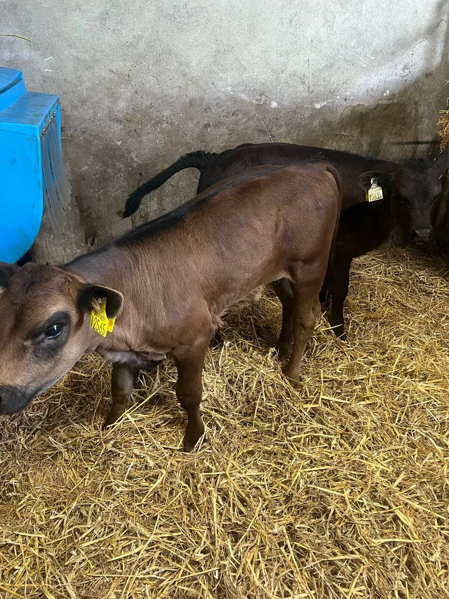 Continental suck calfs for sale - Image 2