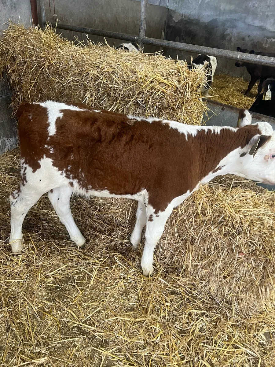 Continental suck calfs for sale - Image 4