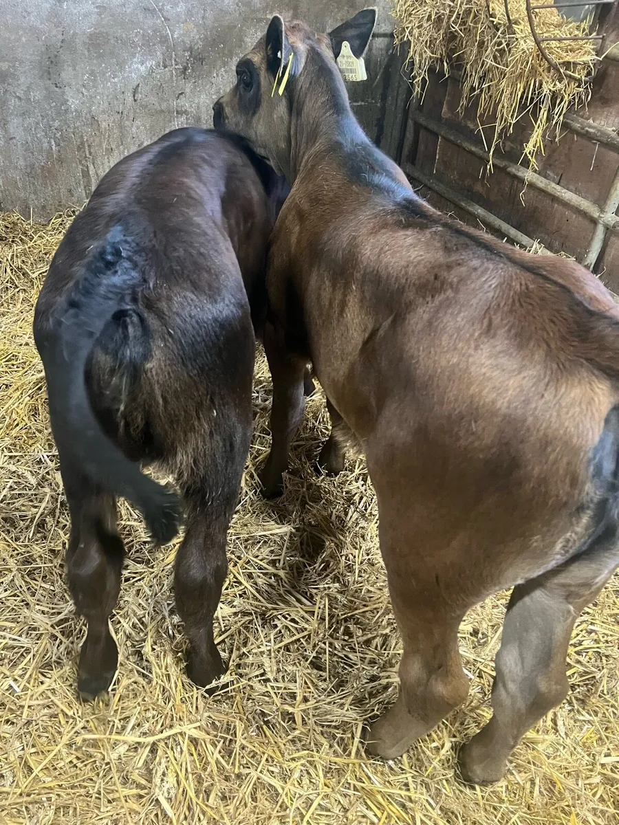 Continental suck calfs for sale - Image 3