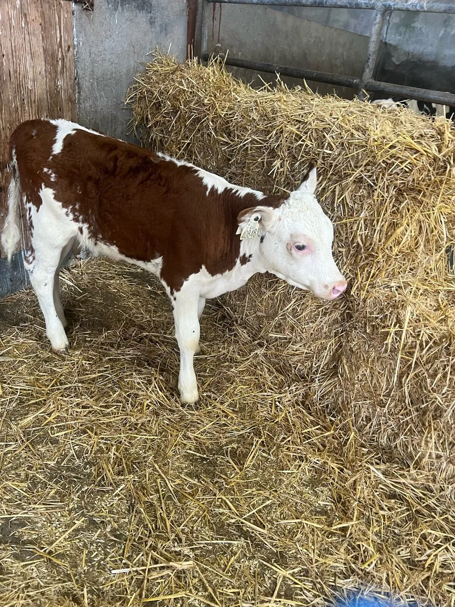 Continental suck calfs for sale - Image 1