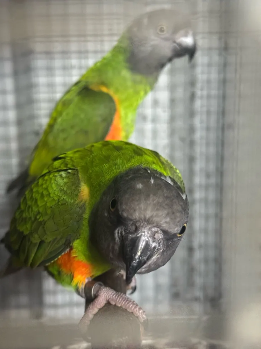 Bird’s Senegals red belly’s ones  3 year old nice - Image 2