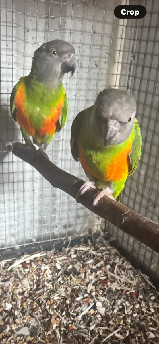 Bird’s Senegals red belly’s ones  3 year old nice - Image 3