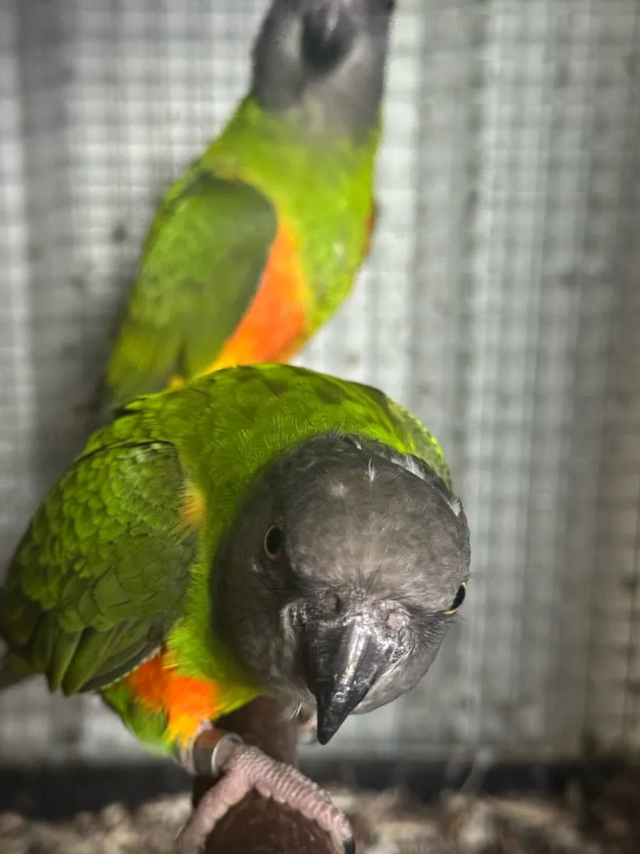 Bird’s Senegals red belly’s ones  3 year old nice - Image 1