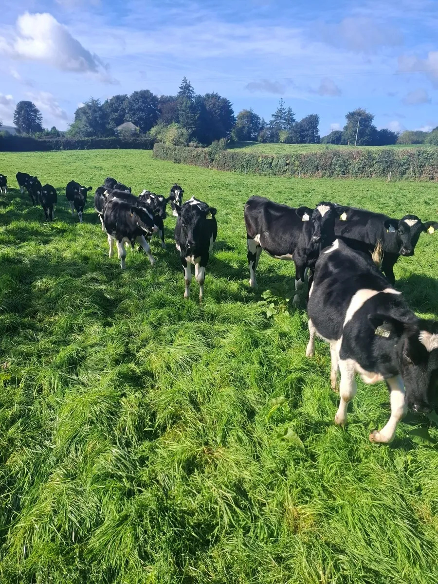 Friesan heifer weanlings