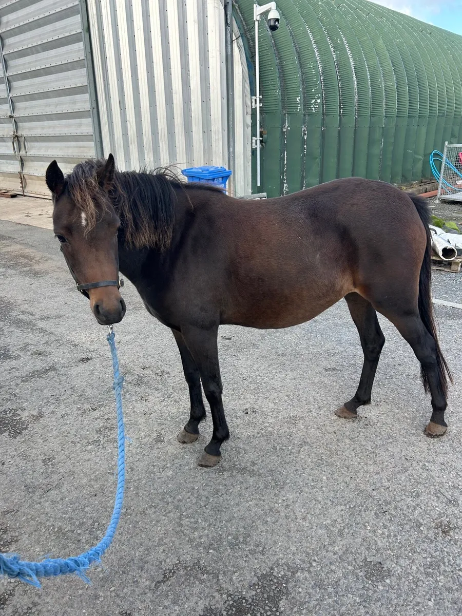 Pony