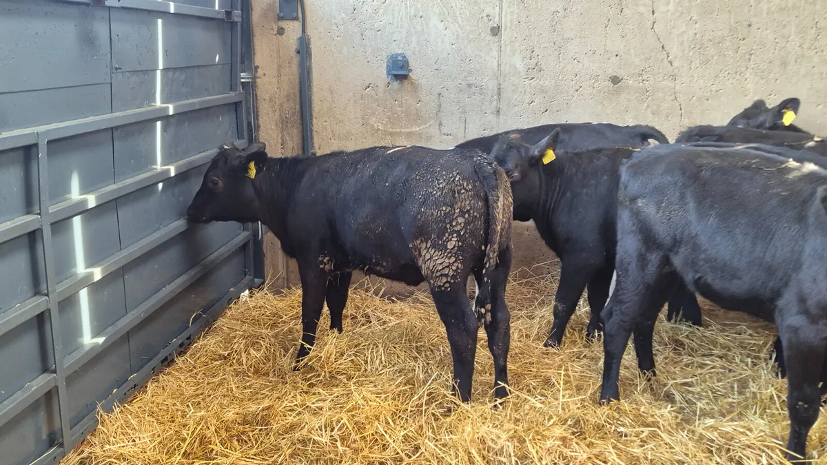 12 Super Angus & Hereford Heifer calves for sale - Image 1
