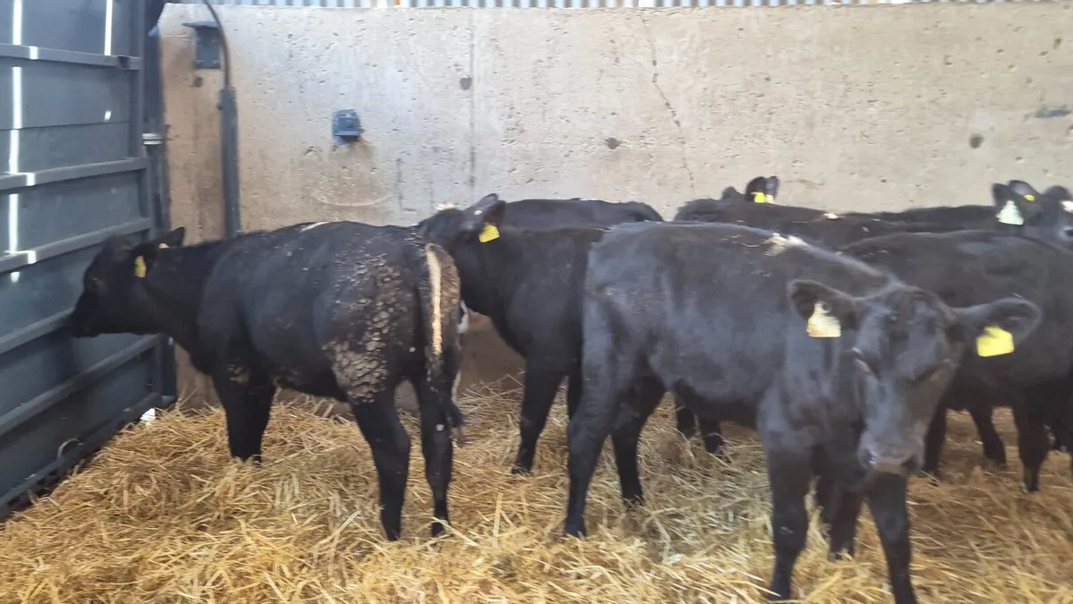 12 Super Angus & Hereford Heifer calves for sale - Image 2