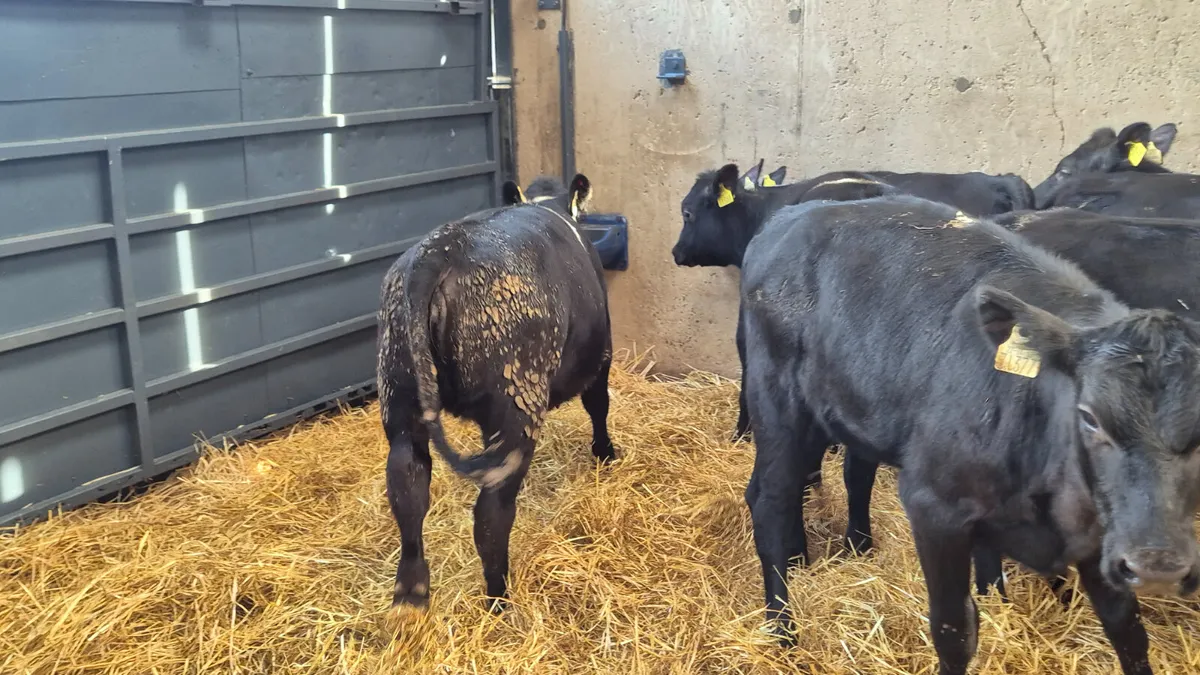 12 Super Angus & Hereford Heifer calves for sale - Image 4