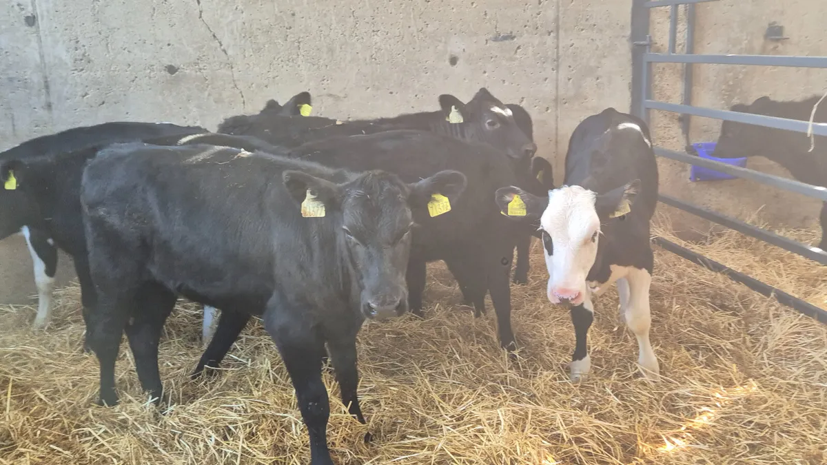 12 Super Angus & Hereford Heifer calves for sale - Image 3