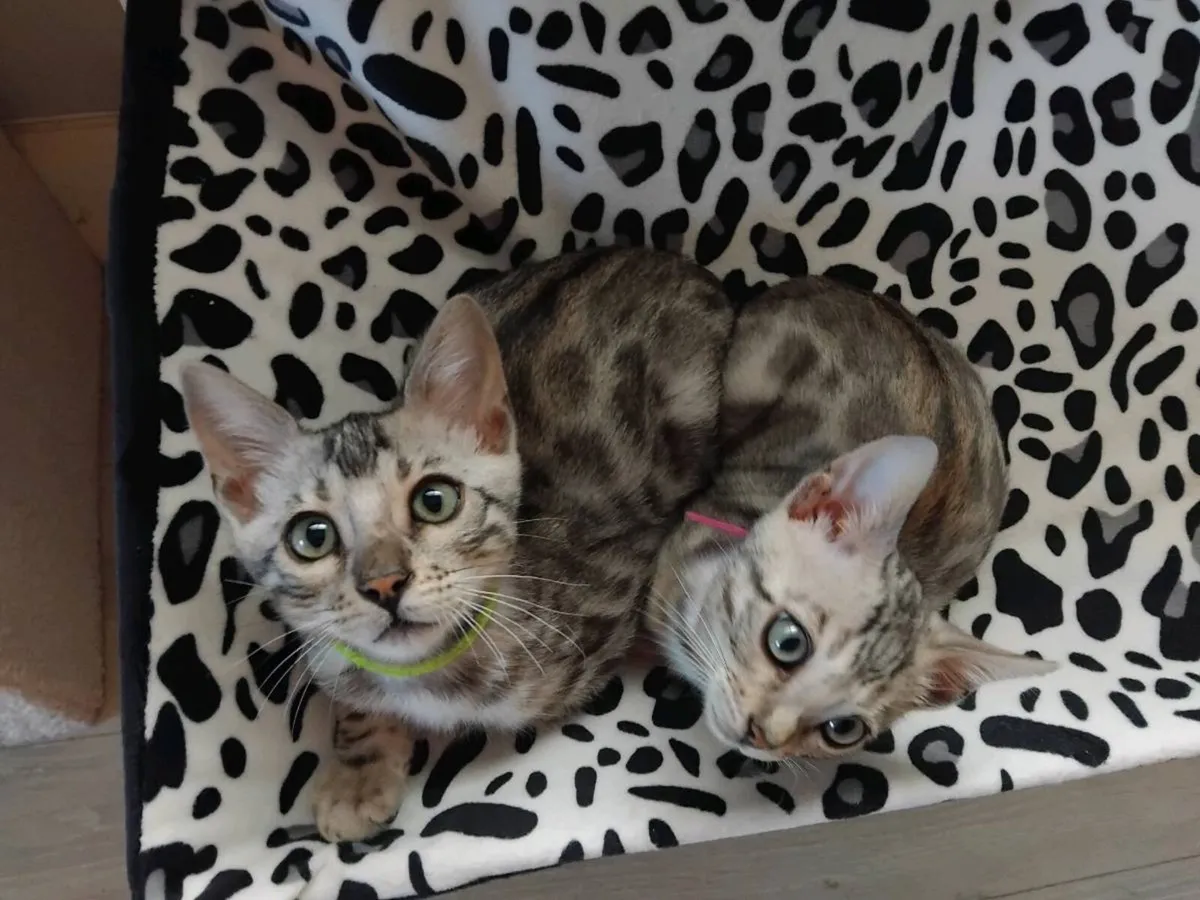 Bengal kittens purebred - Image 2