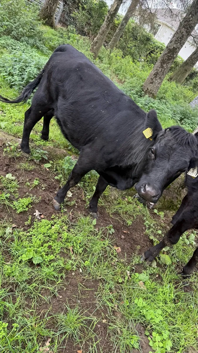 Pedigree Dexter heifer - Image 1