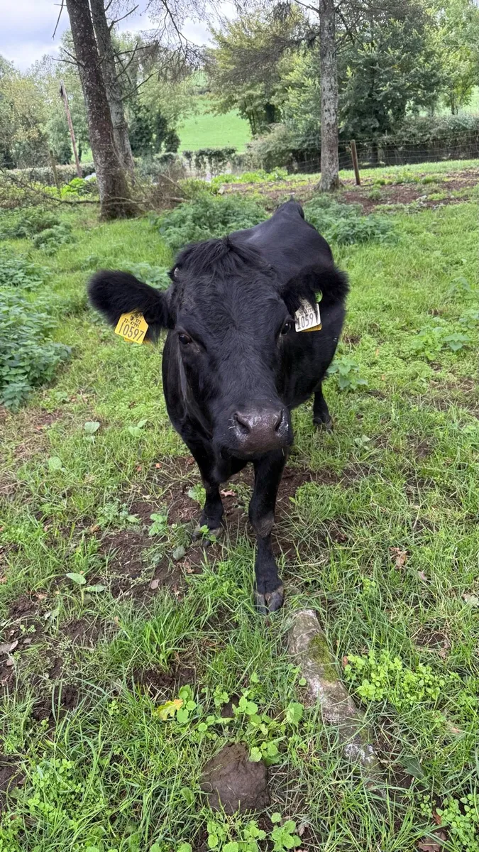 Pedigree Dexter heifer - Image 2
