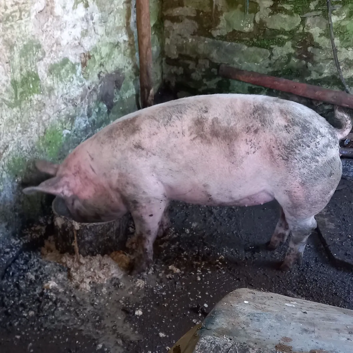 Pigs - Image 1