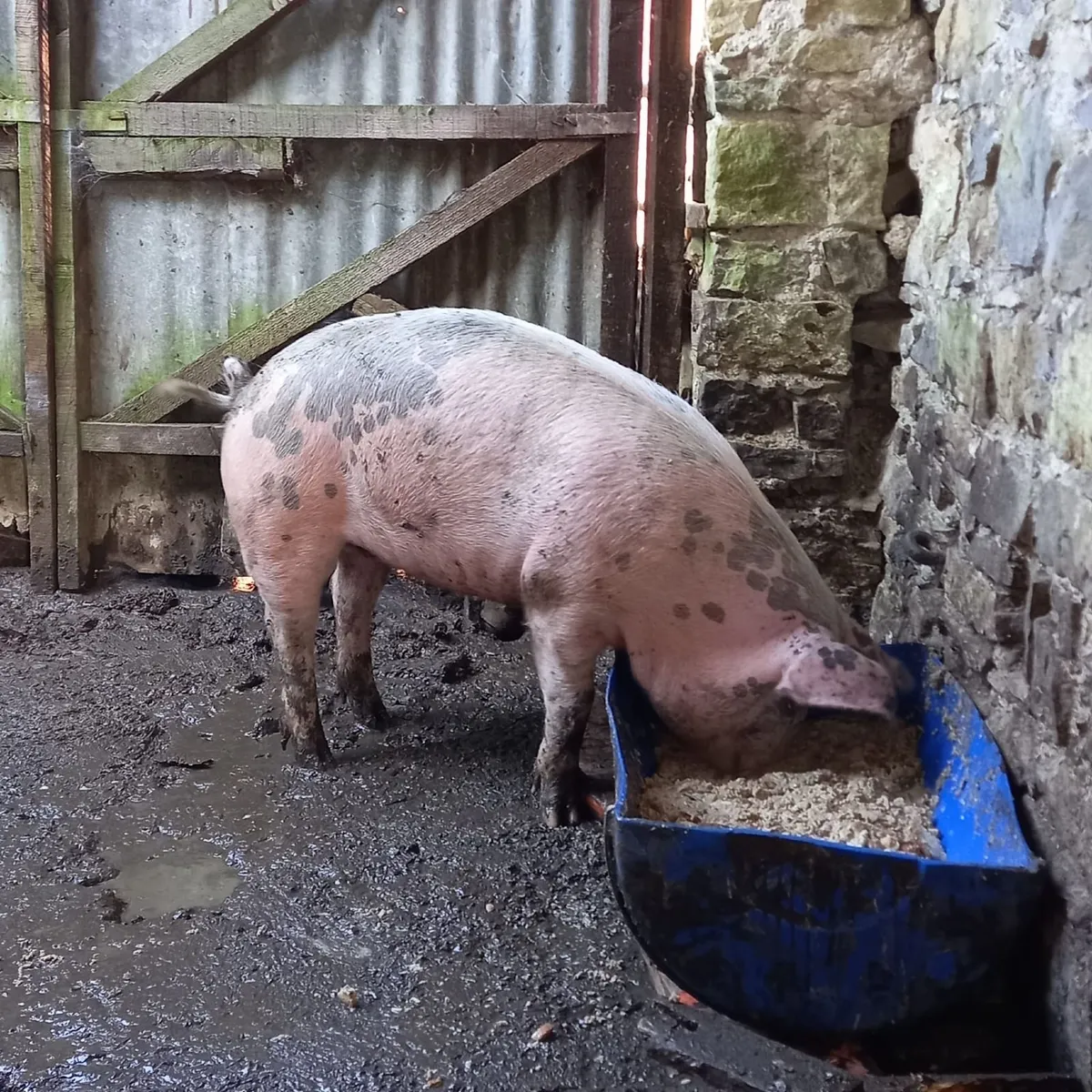 Pigs - Image 2