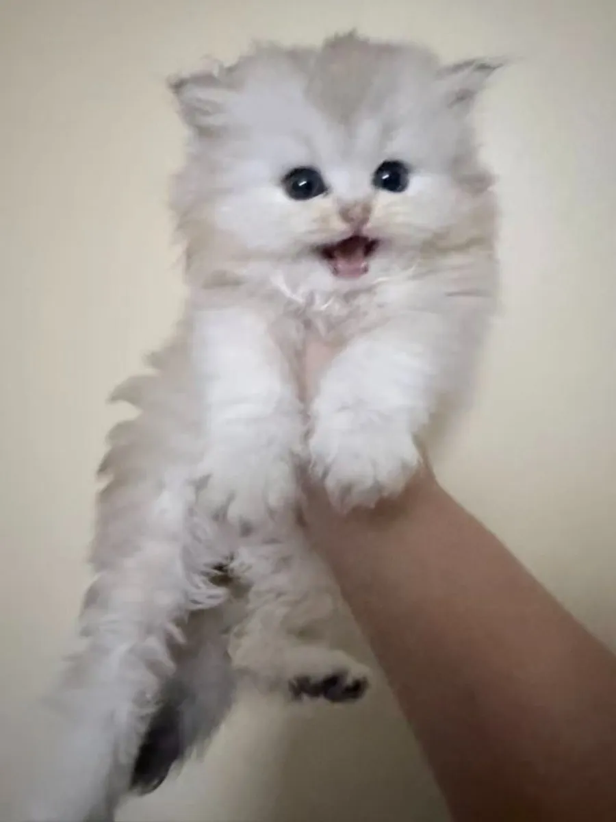 Long-Haired Silver Shaded Kittens - Image 3