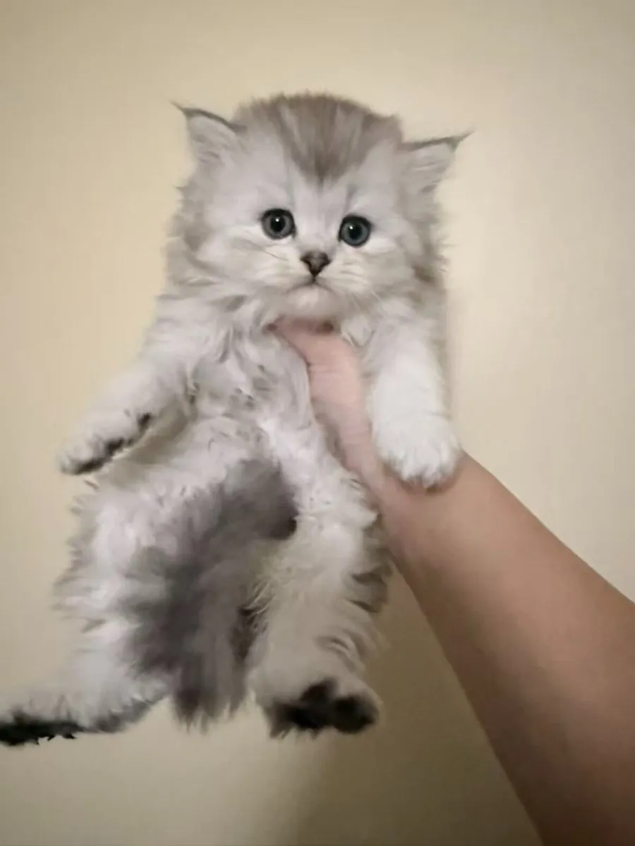 Long-Haired Silver Shaded Kittens - Image 2