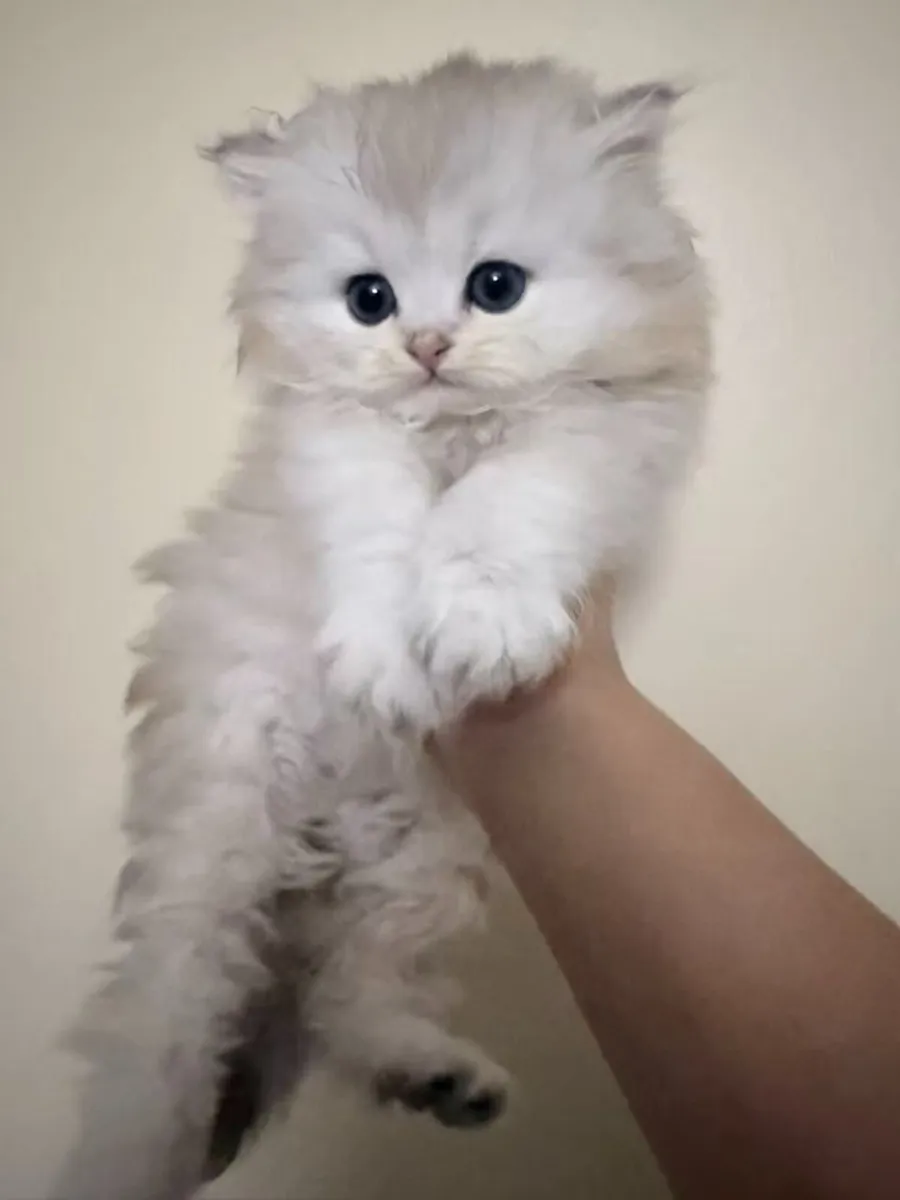 Long-Haired Silver Shaded Kittens - Image 4