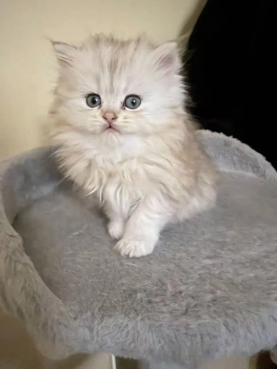 Long-Haired Silver Shaded Kittens - Image 1