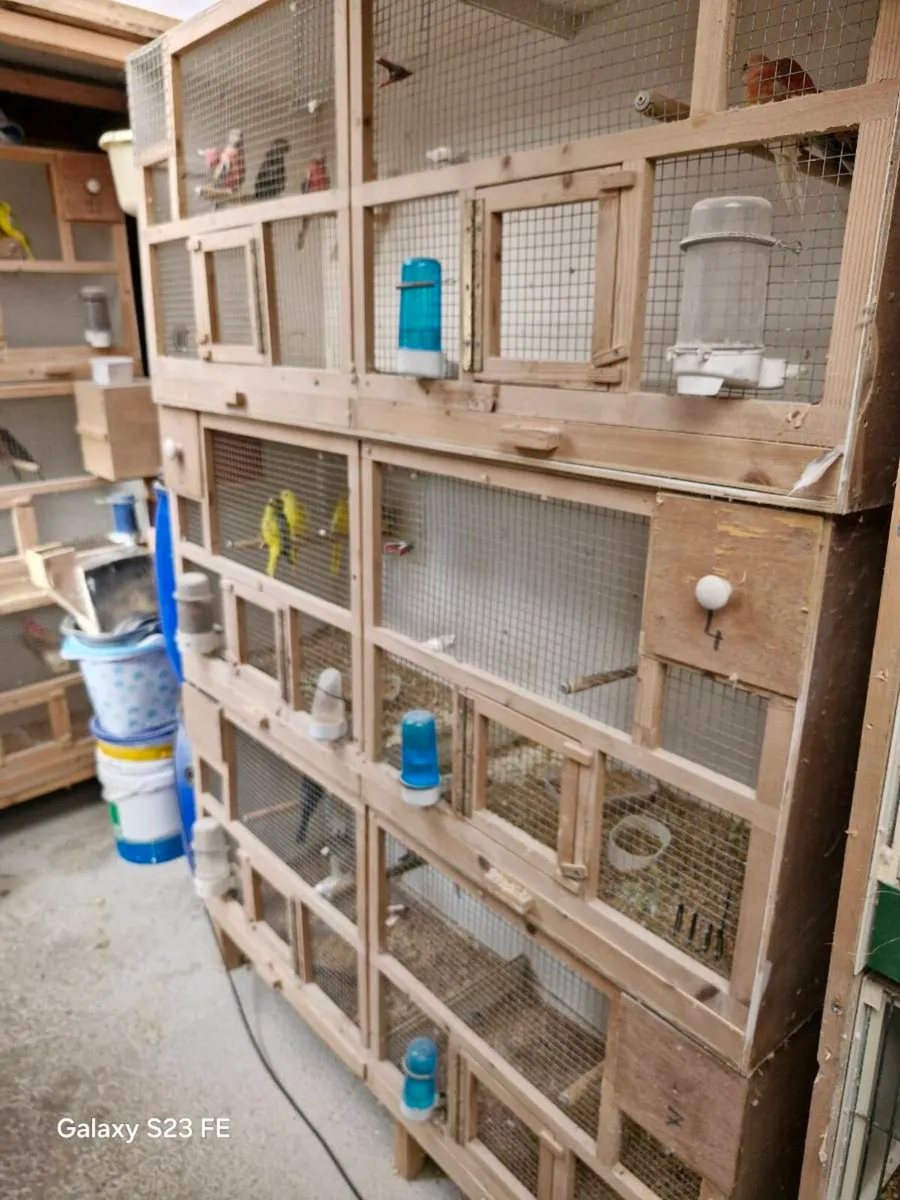 Nice tidy Bird cage flights - Image 1