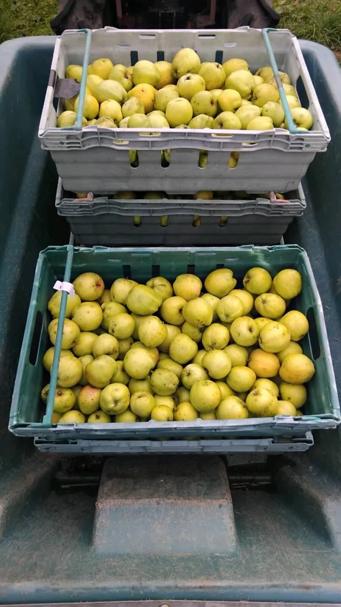 Cider Apples For Sale - Image 1