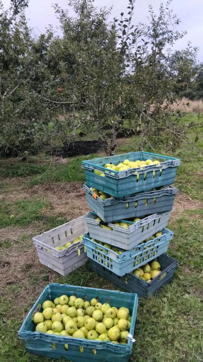 Cider Apples For Sale - Image 2