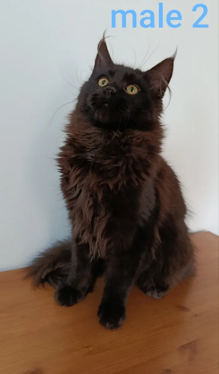 Maine coon kittens - Image 1