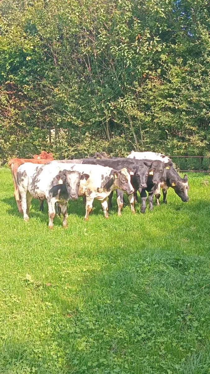 7 super continental weanlings - Image 1