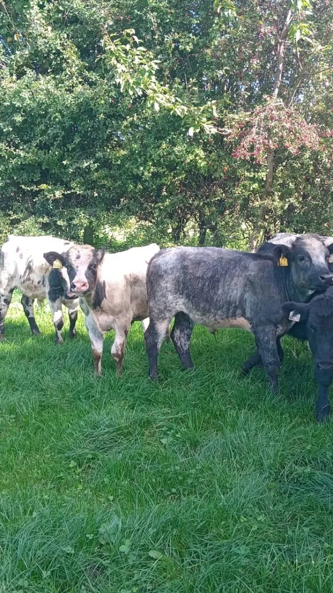 7 super continental weanlings - Image 3