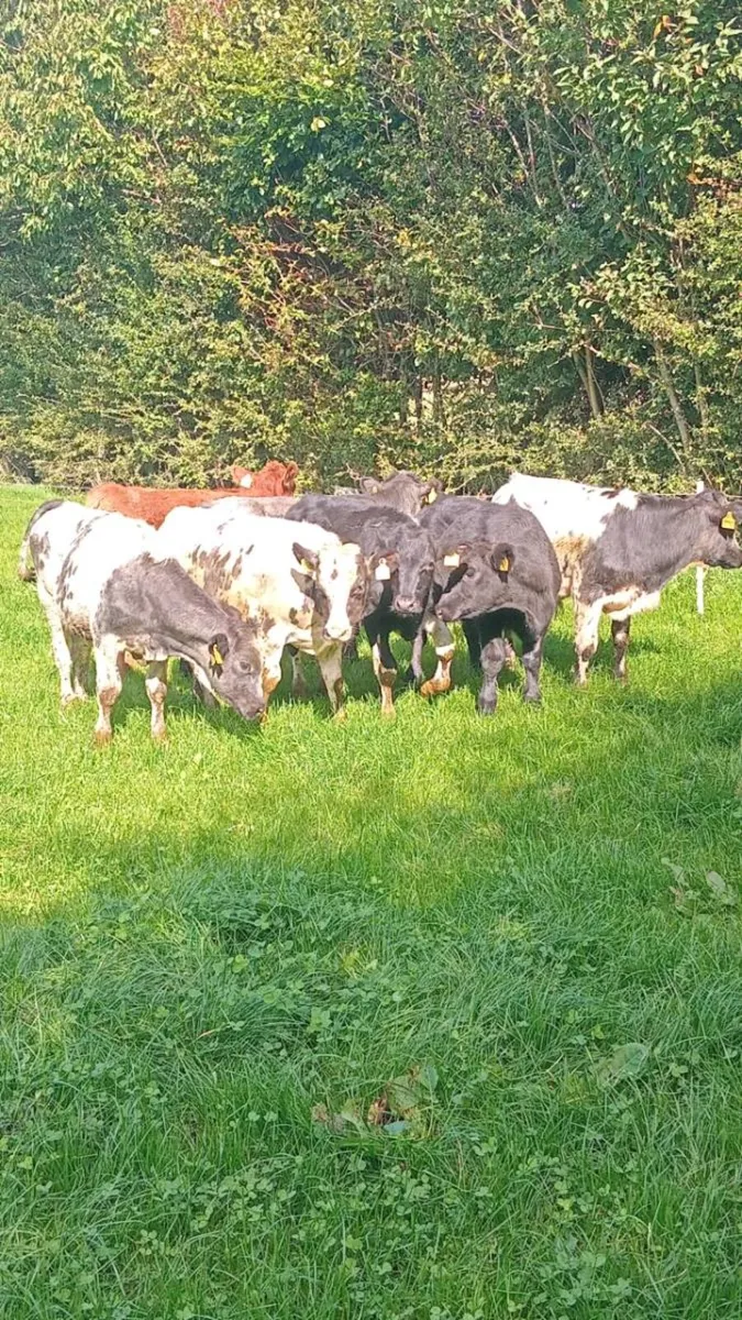 7 super continental weanlings - Image 2