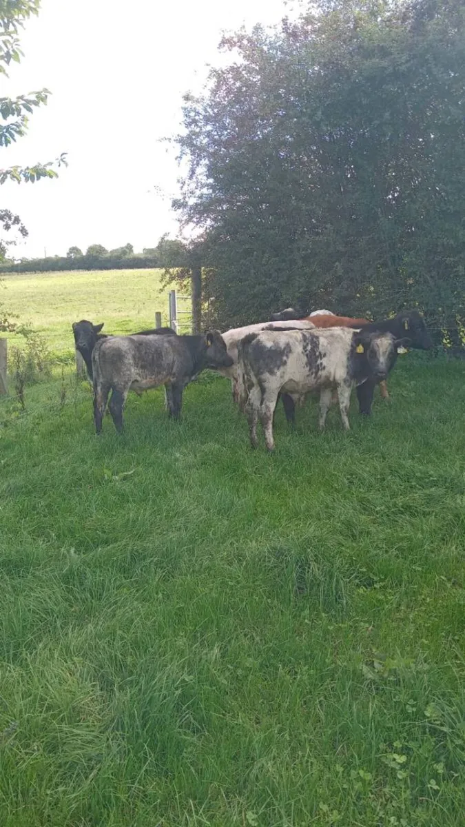 7 super continental weanlings - Image 4