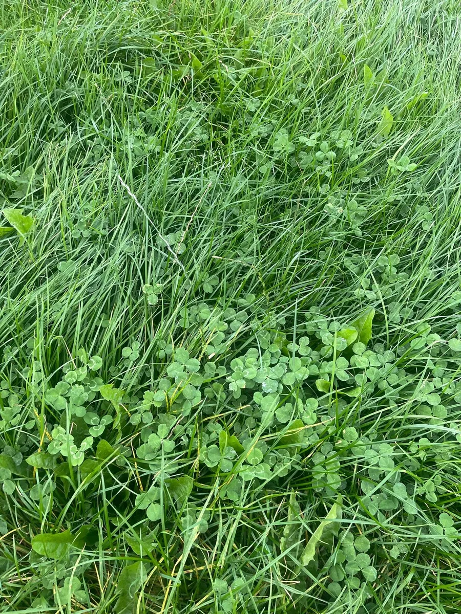 Meadow - Image 1