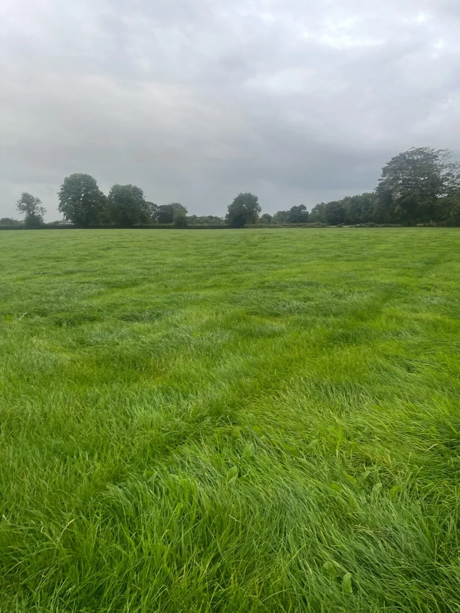 Meadow - Image 2